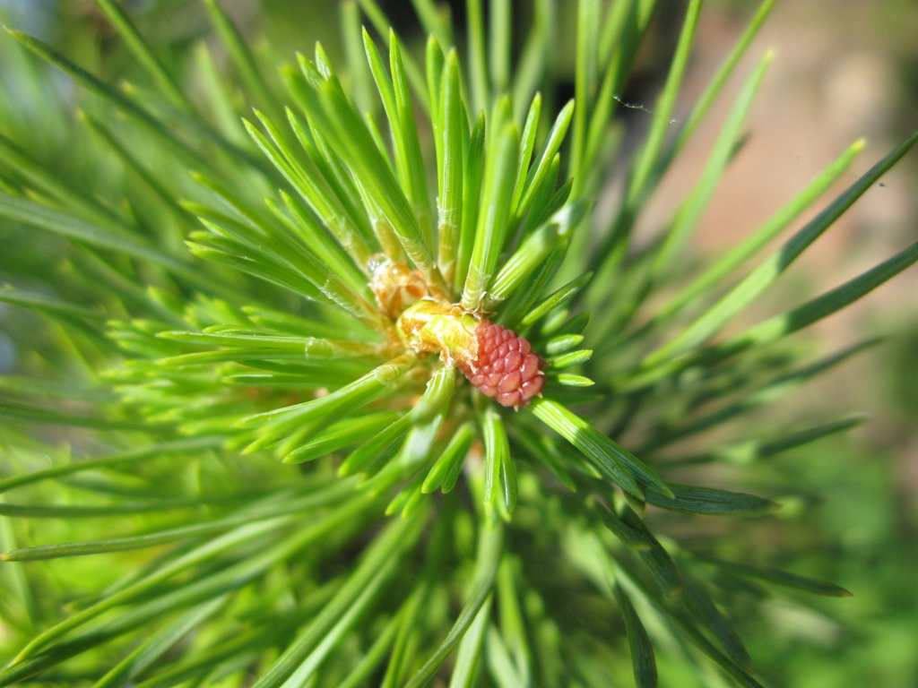 Изображение особи Pinus sylvestris.