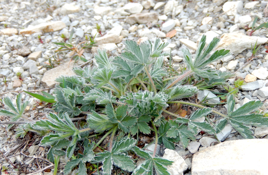 Image of Potentilla taurica specimen.