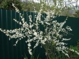 Spiraea prunifolia