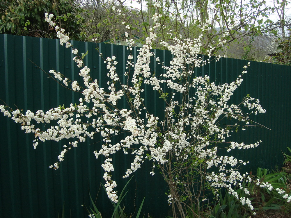 Изображение особи Spiraea prunifolia.