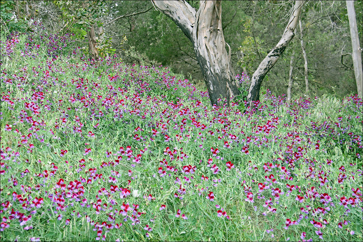 Изображение особи Lathyrus odoratus.