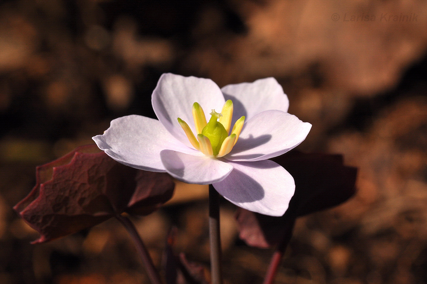 Image of Plagiorhegma dubium specimen.