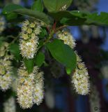 Padus virginiana