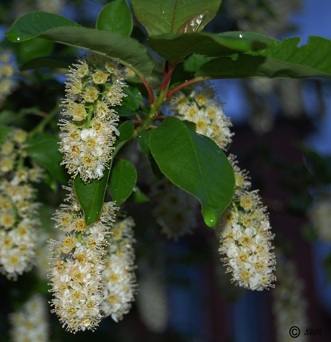 Image of Padus virginiana specimen.
