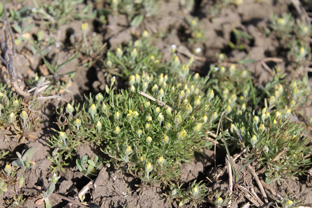 Изображение особи Ceratocephala orthoceras.