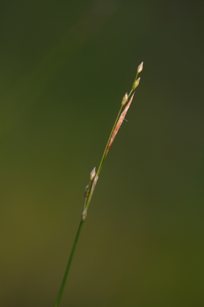 Изображение особи Carex ussuriensis.