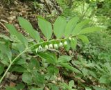 Polygonatum orientale