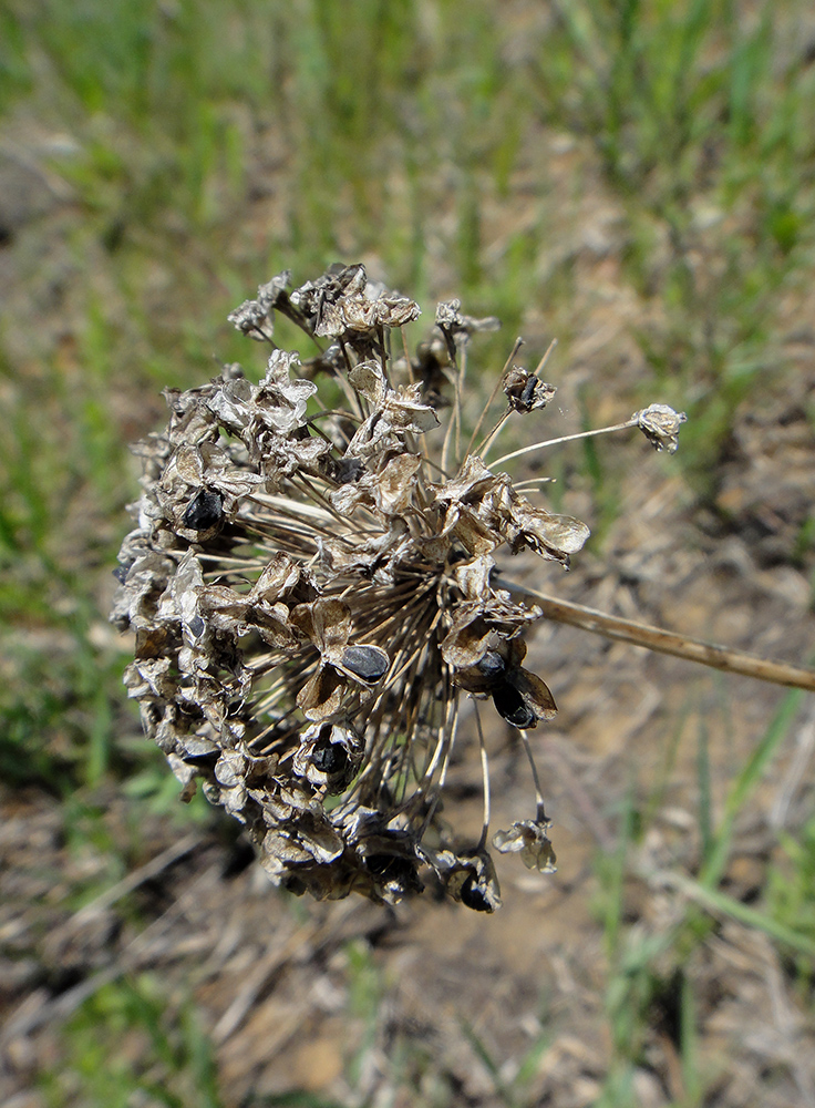 Изображение особи Allium senescens.