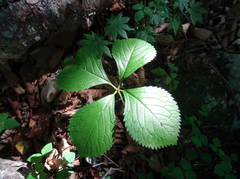 Image of Chloranthus quadrifolius specimen.