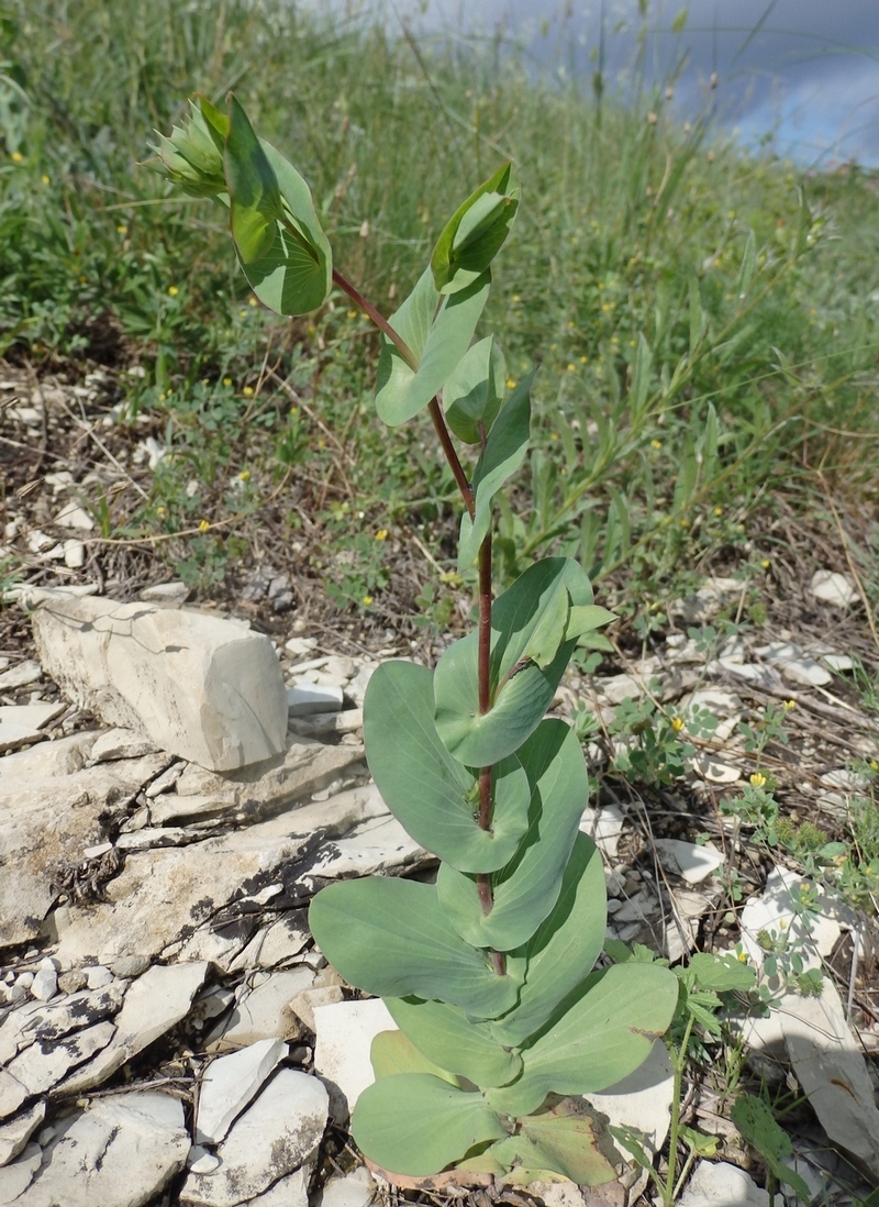 Image of Bupleurum rotundifolium specimen.