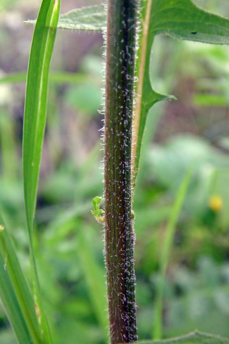 Image of Lapsana intermedia specimen.