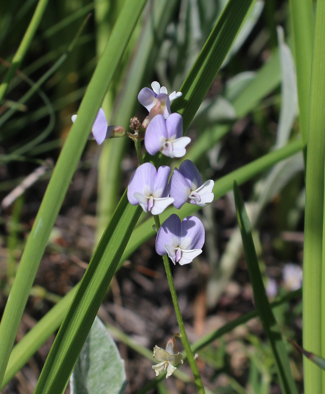 Image of Astragalus austriacus specimen.