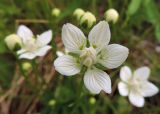 Parnassia palustris