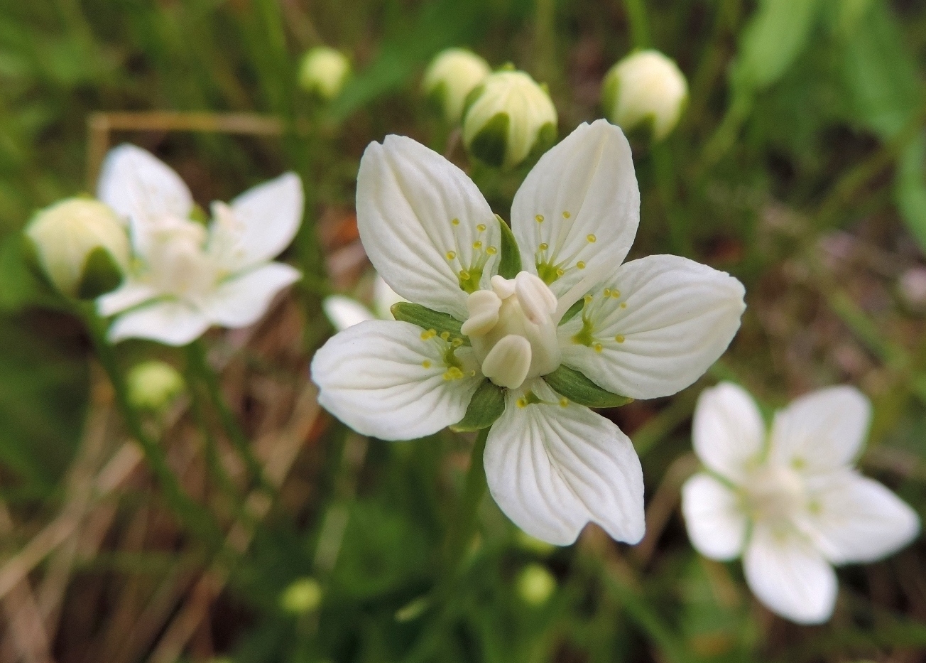 Image of Parnassia palustris specimen.