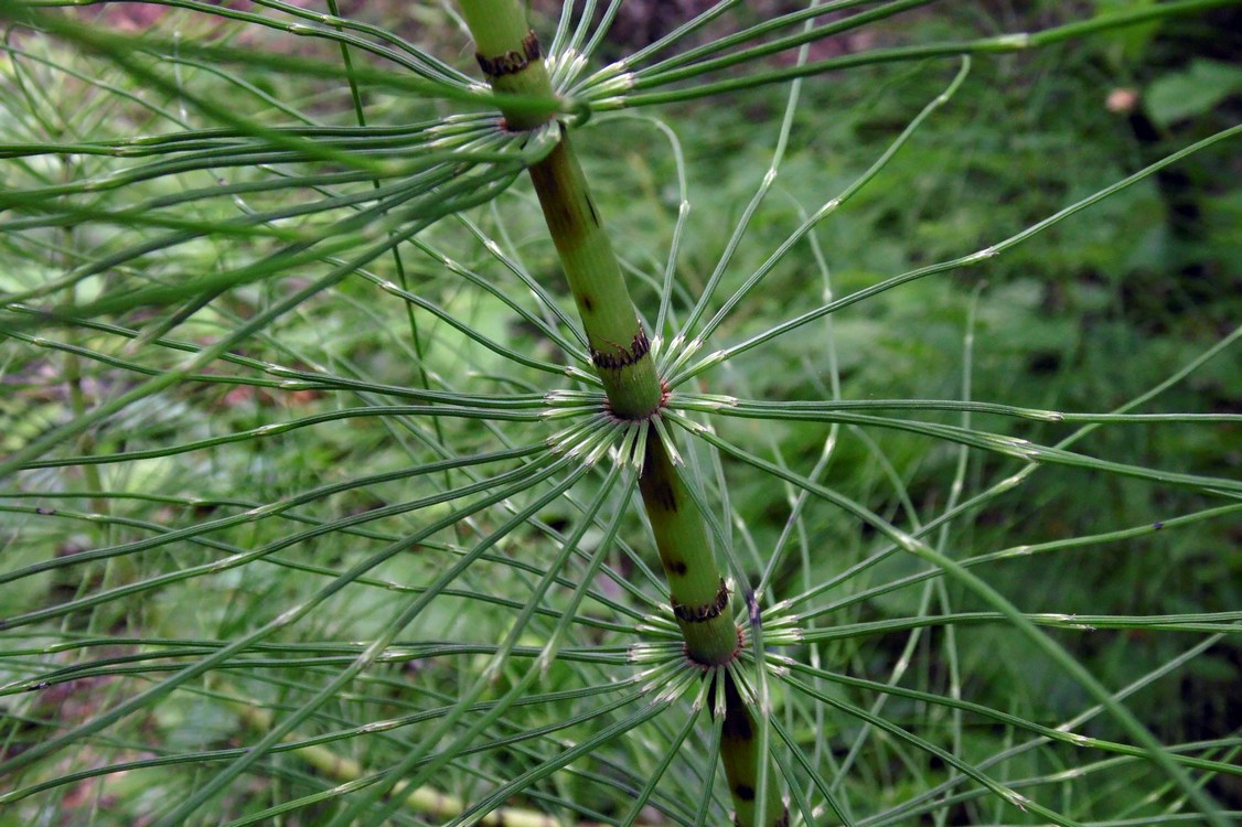 Изображение особи Equisetum telmateia.