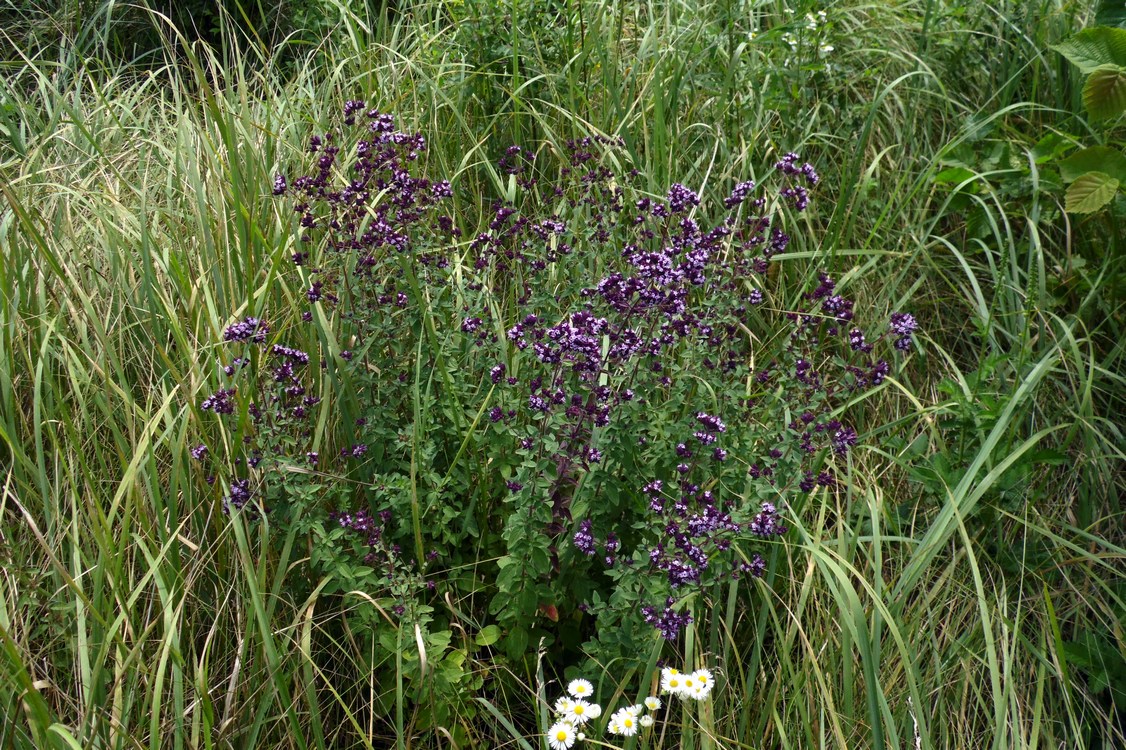 Image of Origanum vulgare specimen.