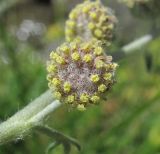 Artemisia splendens. Соцветие. Кабардино-Балкария, Эльбрусский р-н, долина р. Ирик. 13.07.2016.