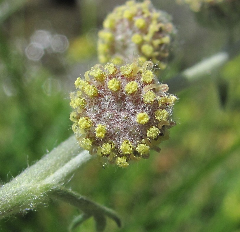 Image of Artemisia splendens specimen.