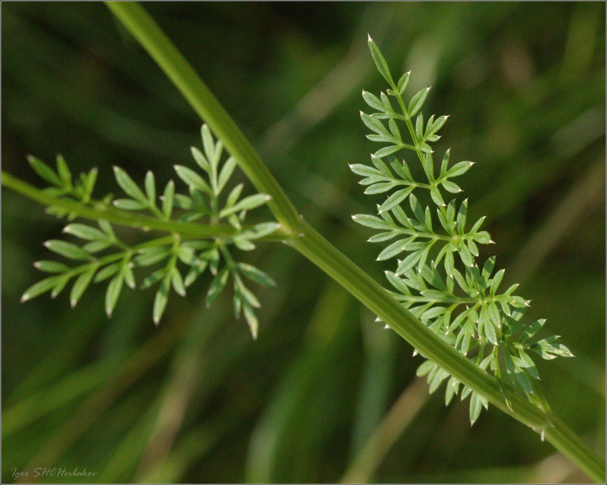 Изображение особи Selinum carvifolia.