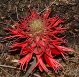 Erythrina abyssinica