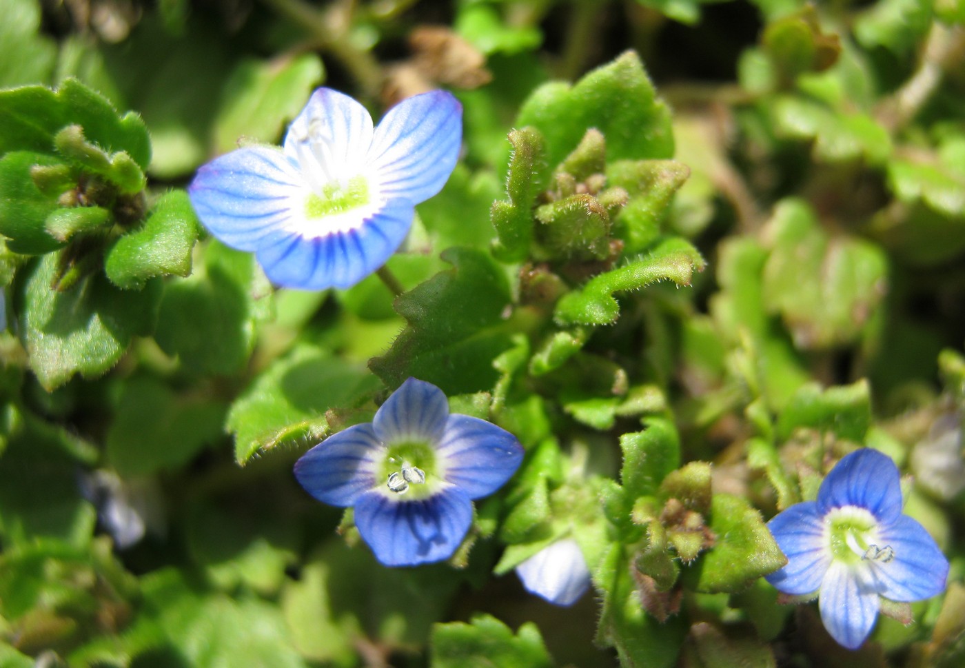 Image of Veronica polita specimen.