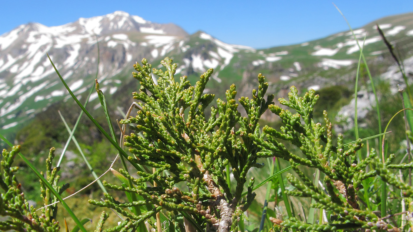 Изображение особи Juniperus sabina.