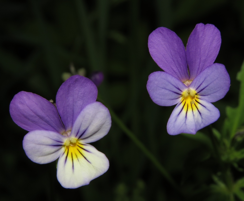 Image of Viola tricolor specimen.