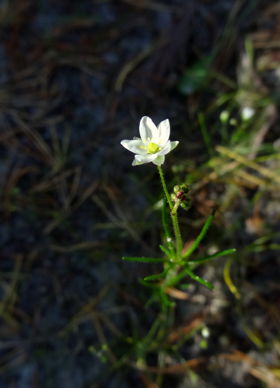 Изображение особи Spergula arvensis.