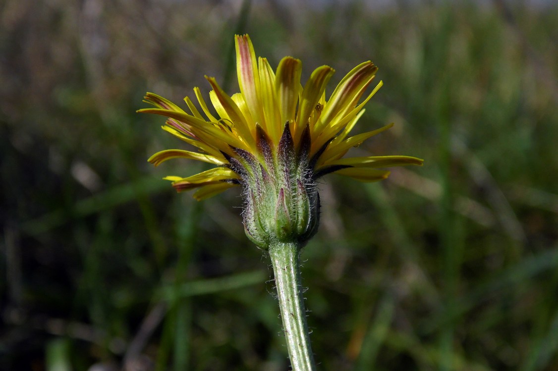 Image of Crepis rhoeadifolia specimen.