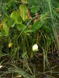 Calla palustris. Плодоносящее растение с невызревшим соплодием и сидящим кузнечиком. Амурская обл., Бурейский р-н, окр. с. Виноградовка, р. Асташиха. 25.07.2016.