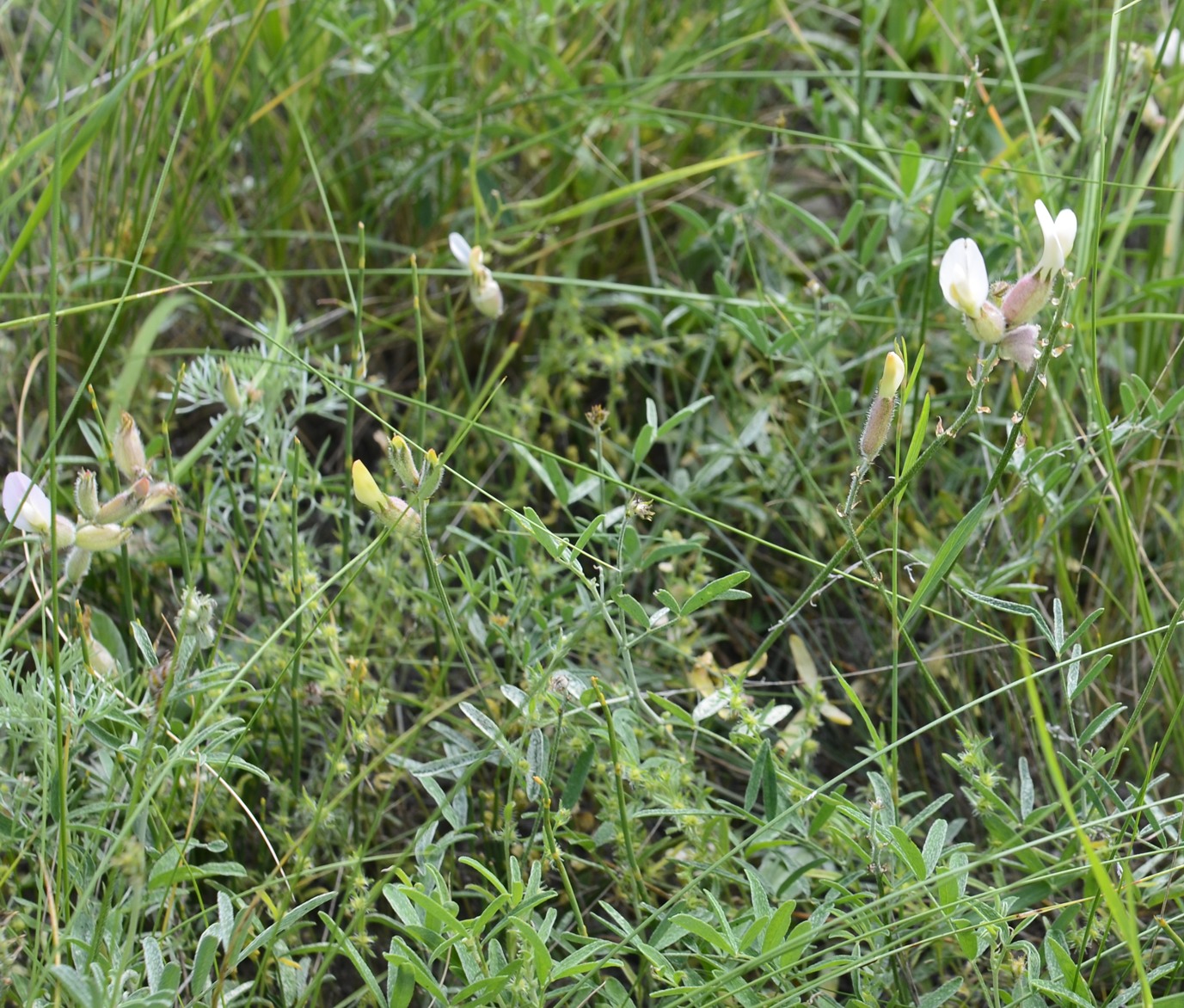 Image of Astragalus medius specimen.