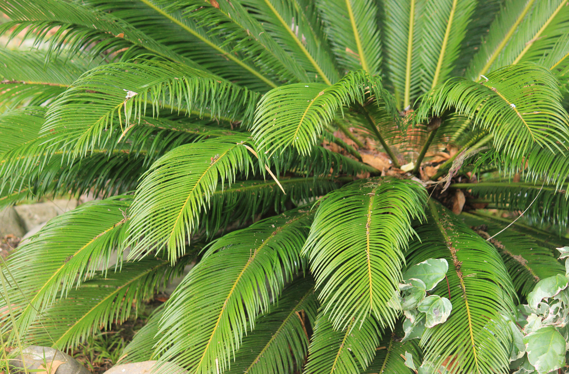 Image of Cycas taitungensis specimen.