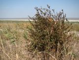 class Magnoliopsida. Вегетирующее растение. Краснодарский край, Анапский муниципалитет, с. Витязево, безымянный остров Витязевского лимана. 22.08.2015.