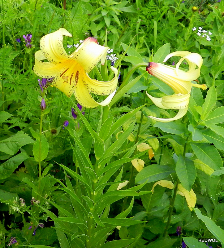 Image of Lilium monadelphum specimen.