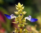 Coleus scutellarioides