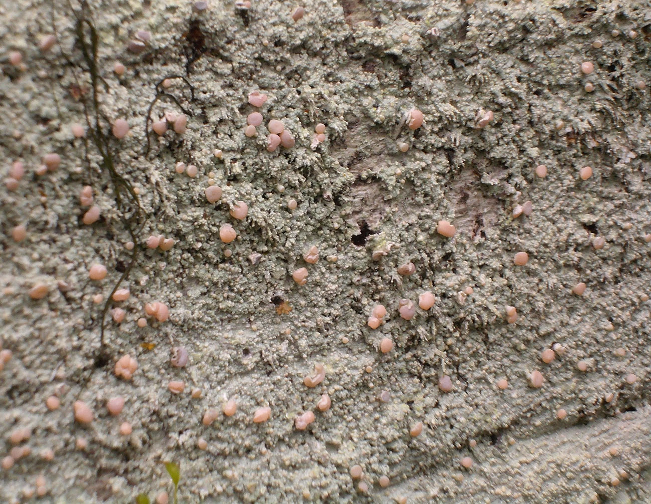 Image of Icmadophila ericetorum specimen.