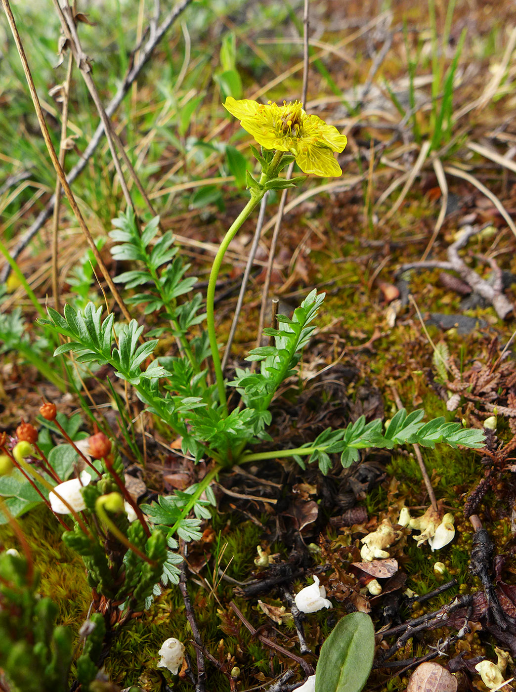 Image of Acomastylis rossii specimen.