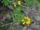 Coronilla coronata. Верхушка побега с соцветием. Крым, Бахчисарайский р-н, гора Тепе-Кермен, опушка дубового леса. 09.06.2016.