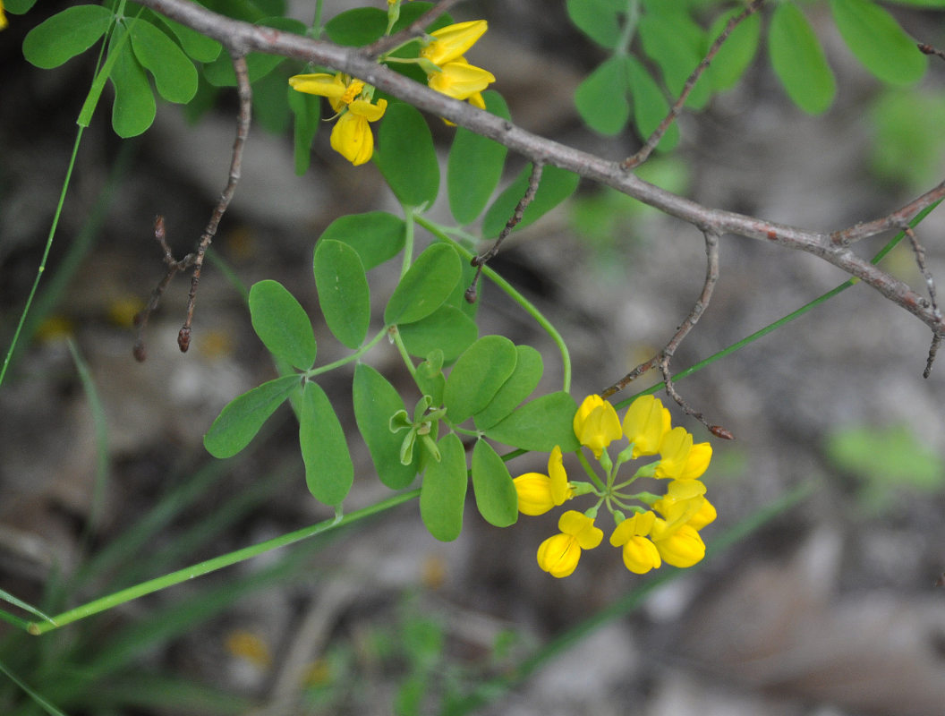 Image of Coronilla coronata specimen.