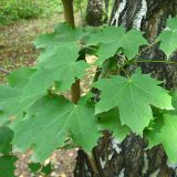 Acer platanoides. Побег молодого дерева. Томск, парк \"Университетская роща\". 28.08.2009.