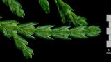 Thuja sutchuenensis