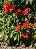 Salvia splendens