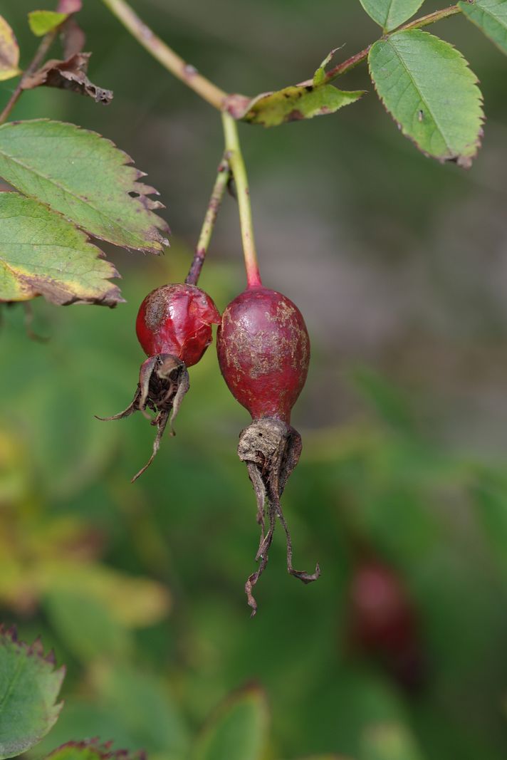 Image of Rosa pendulina specimen.