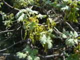 Quercus pubescens. Ветви с соцветиями. Краснодарский край, окр. г. Новороссийск, можжевеловое редколесье на каменистом склоне. 17 апреля 2014 г.