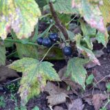 Ribes nigrum