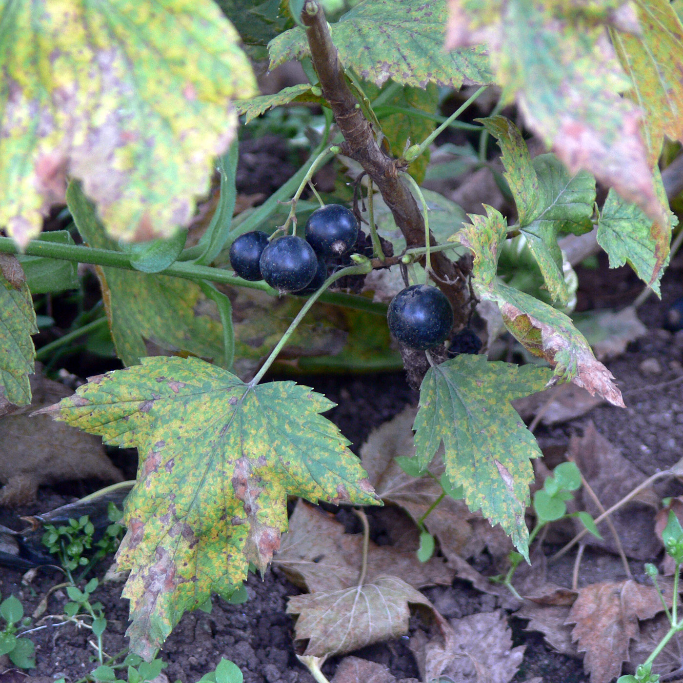 Image of Ribes nigrum specimen.