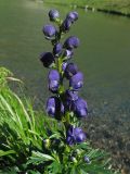 Aconitum firmum. Соцветие. Украина, Закарпатская обл., Раховский р-н, хр. Черногора, берег горного озера, 1800 м н.у.м. 17 июля 2007 г.