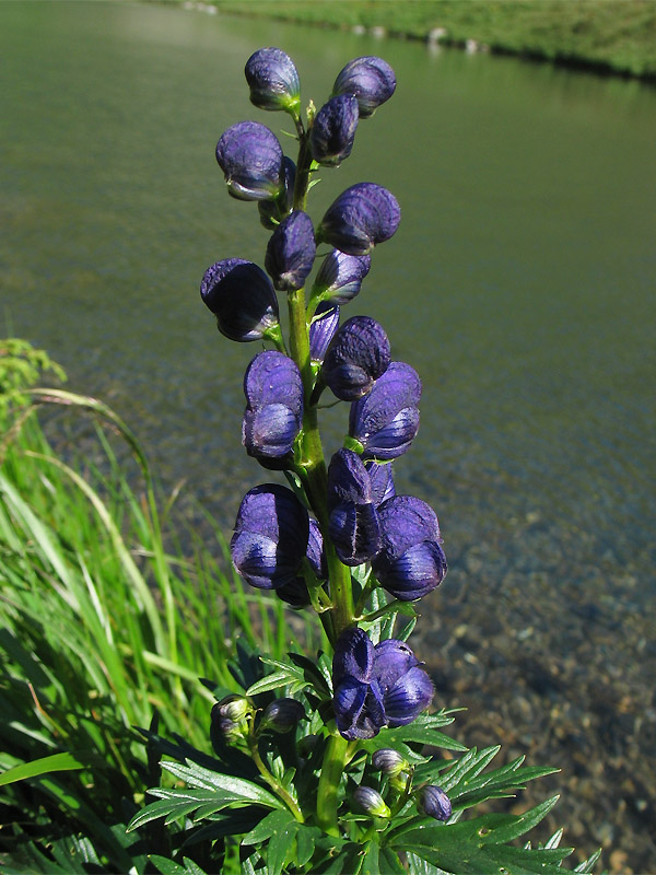 Изображение особи Aconitum firmum.