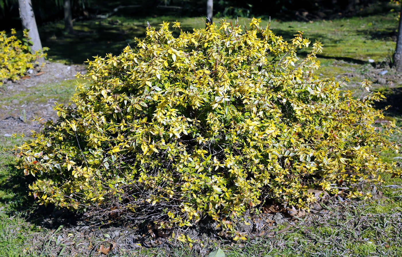 Image of Abelia &times; grandiflora specimen.