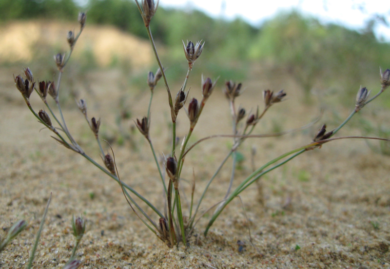 Изображение особи Juncus ambiguus.